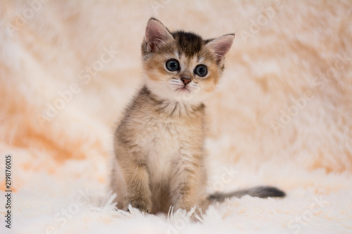kitten cat scottish straight, lop-eared fluffy, animal