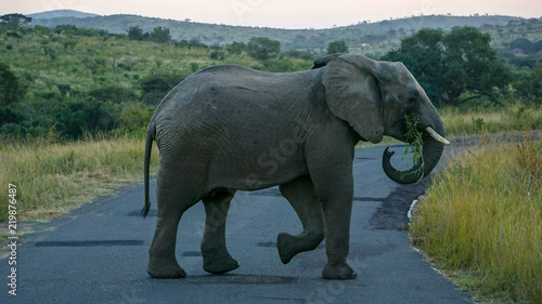 An elephant at a Game Reserve Safari in Africa