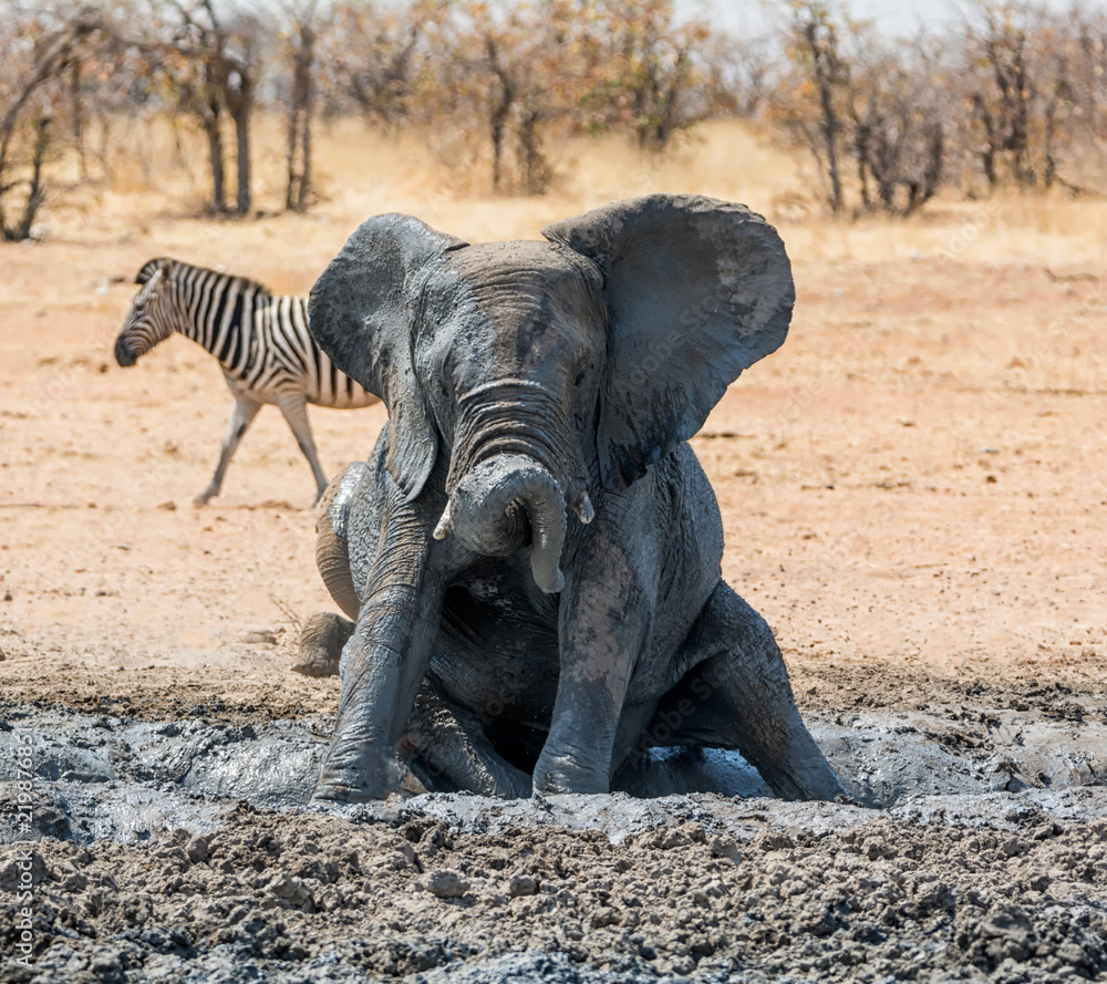 Fototapeta premium Elephant Mud Bath