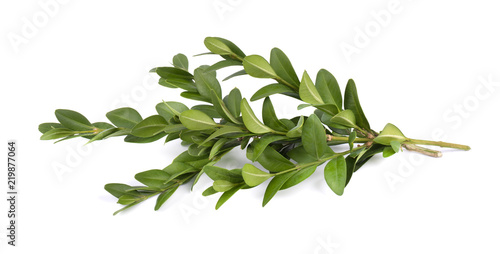 Boxwood branch isolated on a white background photo