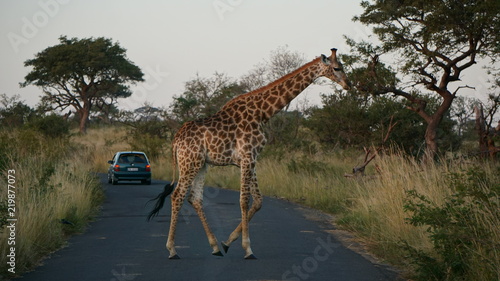 A big giraffe crossing a road in Safari  Game Reserve  South Africa