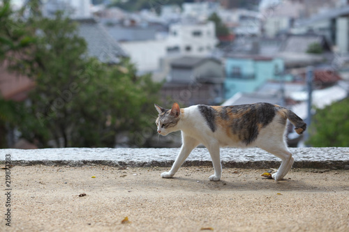 尾道の猫