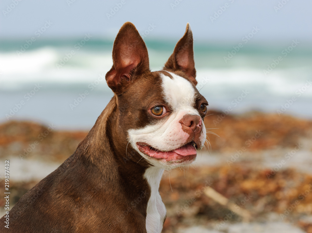 Boston Terrier dog outdoor portrait at beach