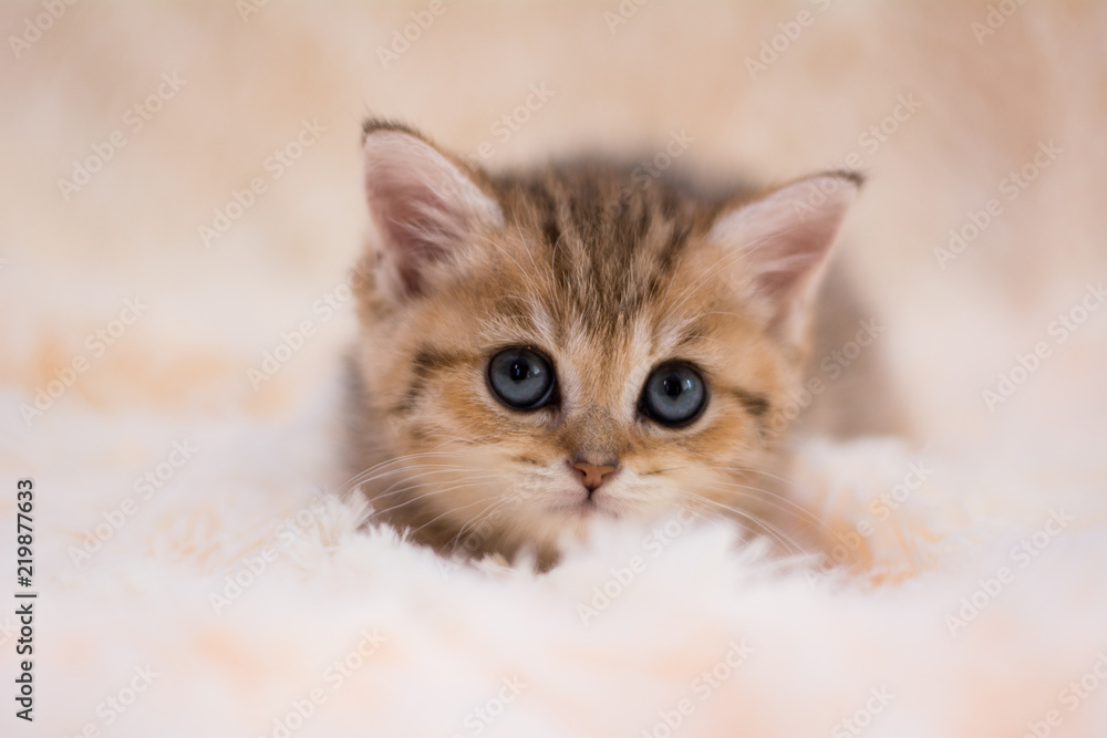 kitten cat scottish straight, lop-eared fluffy, animal kitten cat scottish straight, lop-eared fluffy, animal