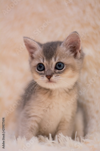 kitten cat scottish straight, lop-eared fluffy, animal