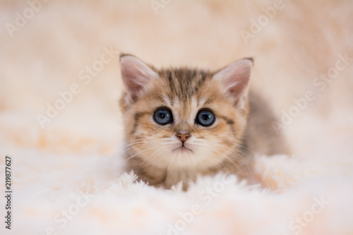 kitten cat scottish straight, lop-eared fluffy, animal