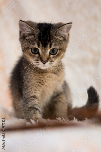 kitten cat scottish straight, lop-eared fluffy, animal