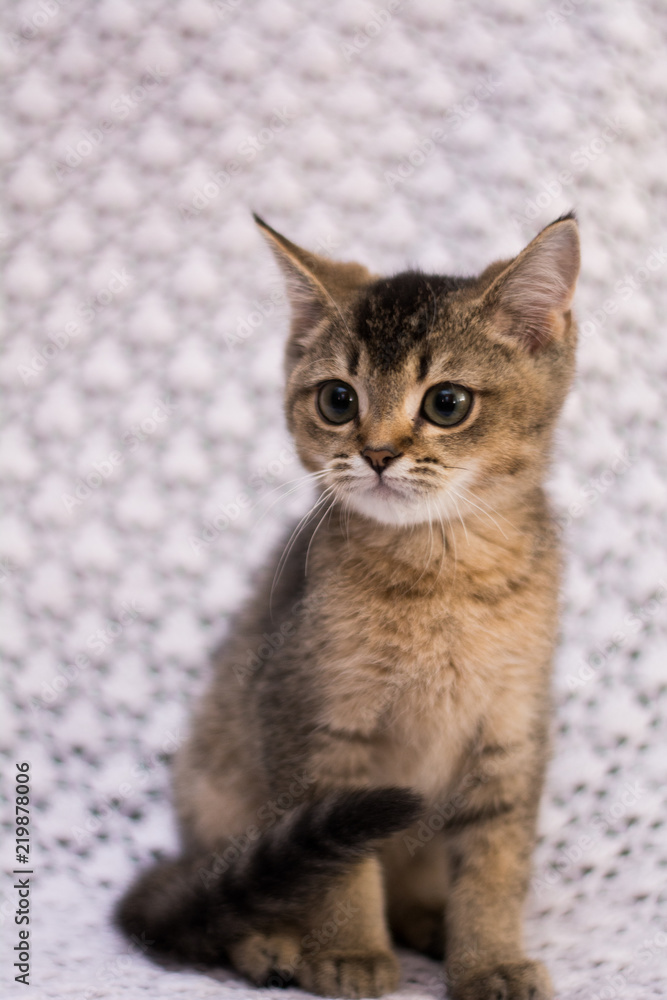 Fototapeta premium kitten cat scottish straight, lop-eared fluffy, animal