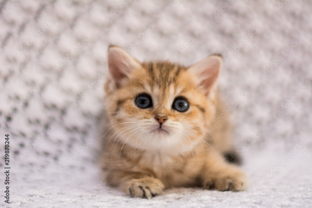 kitten cat scottish straight, lop-eared fluffy, animal