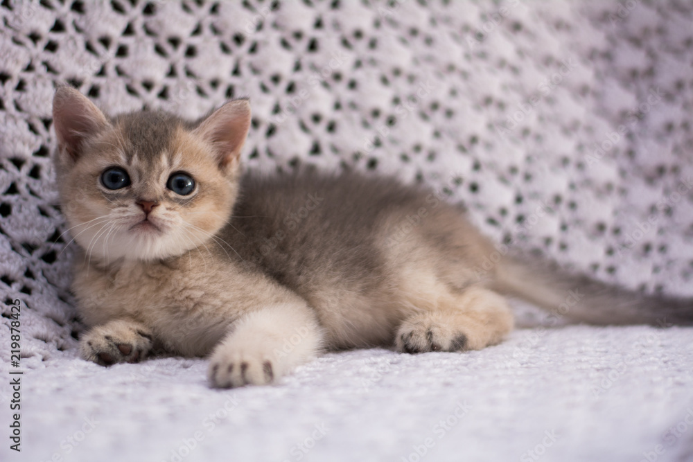 kitten cat scottish straight, lop-eared fluffy, animal kitten cat scottish straight, lop-eared fluffy, animal
