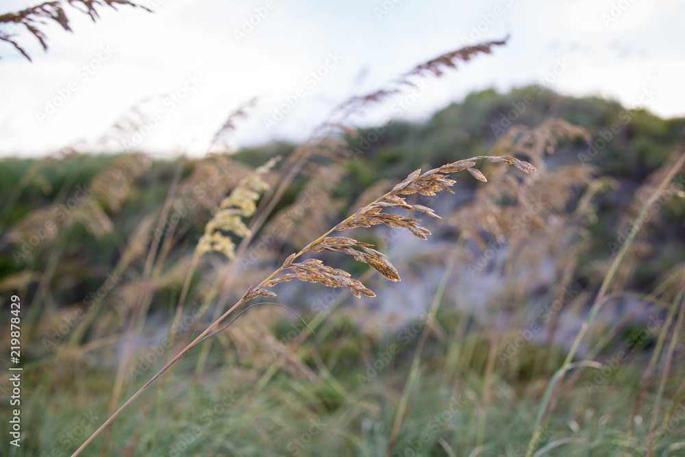 Obraz premium Beach Grass