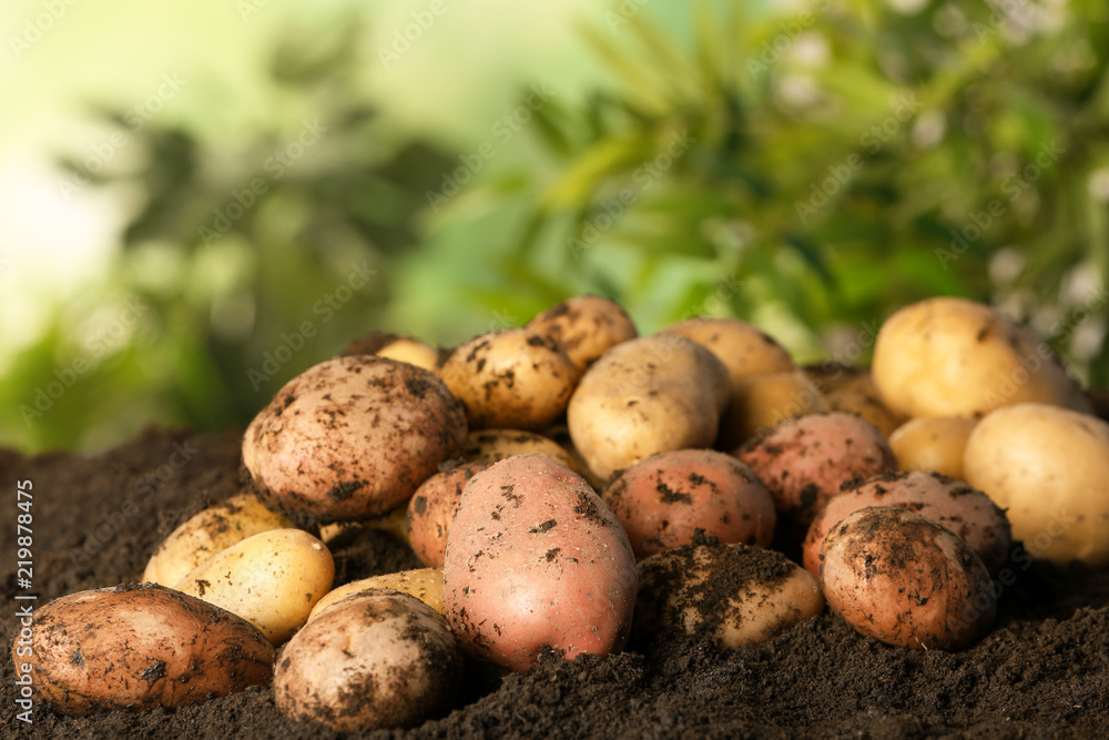Pile of fresh organic potatoes on soil Pile of fresh organic potatoes on soil