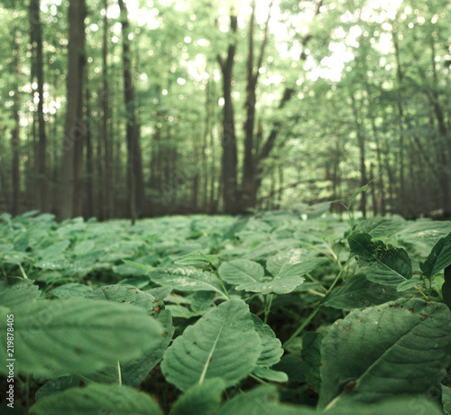 saplings on the forest floor