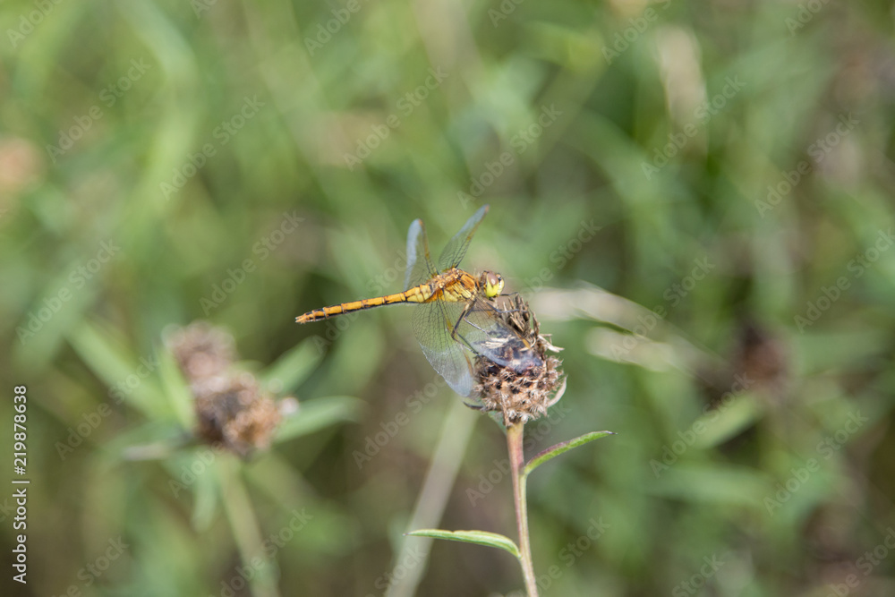 Dragonfly Dragonfly