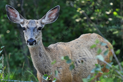 Obraz na plátně Young Female Deer Close Up