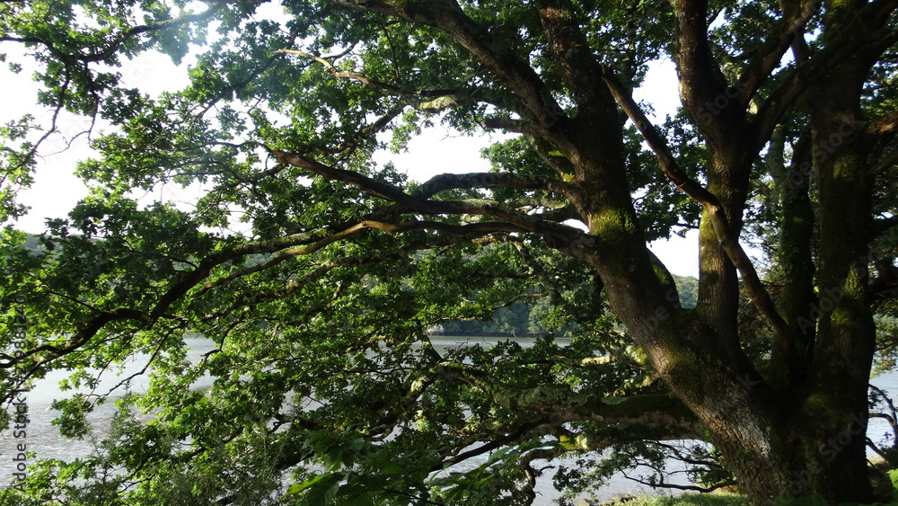 Fototapeta premium arbre