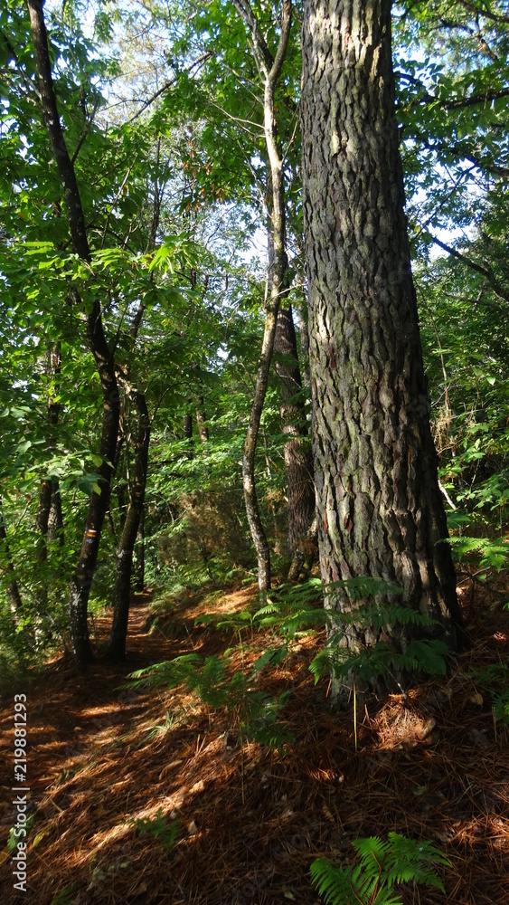 forêt forêt