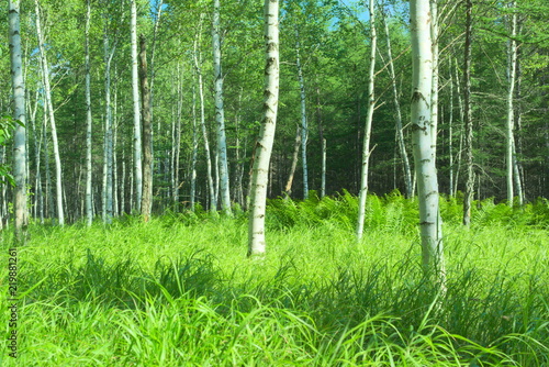 Birch grove and coniferous forest. Thin and slender birches stand in the dense grass. Birch meadow is surrounded by coniferous forest. 