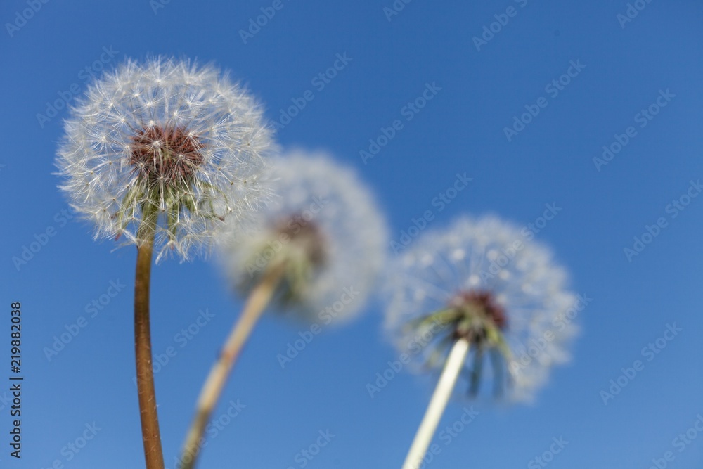 dandelion seed head