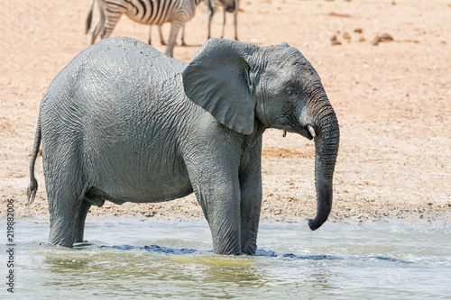 Elephant Mudbath