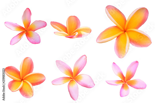 plumeria flower isolated on white