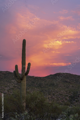 Image of saguaro cactus against the Rincon Mountains after sunset.