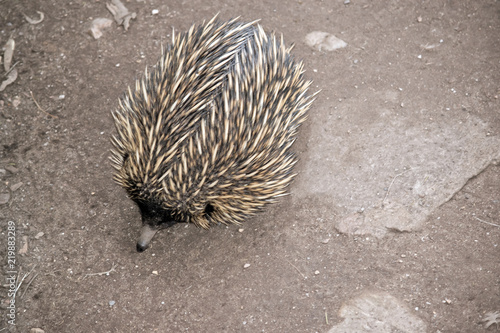 echidna © susan flashman