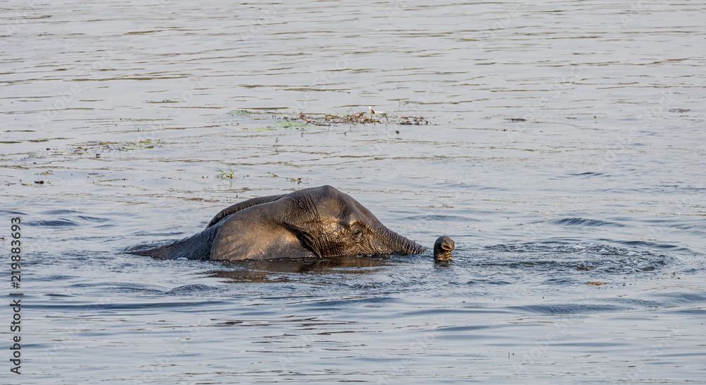 Fototapeta premium Elephant Swimming