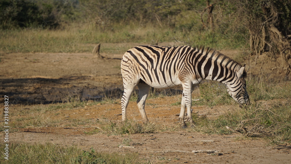 Fototapeta premium A wild zebra in Safari, Game Reserve, South Africa
