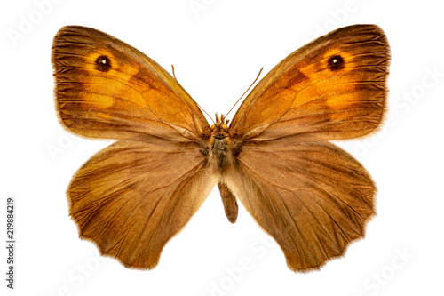 Maniola jurtina on a white background