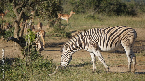 A wild zebra in Safari, Game Reserve, South Africa