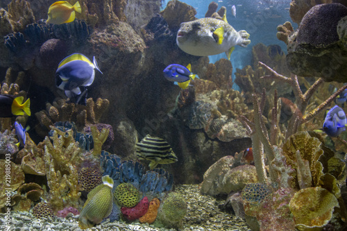The Boston Aquarium has a wide variety of Fish, Animals, and Corals