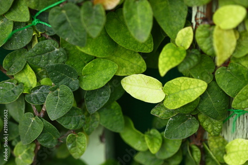 macro view of green plant leaf feel fresh and clam dark background