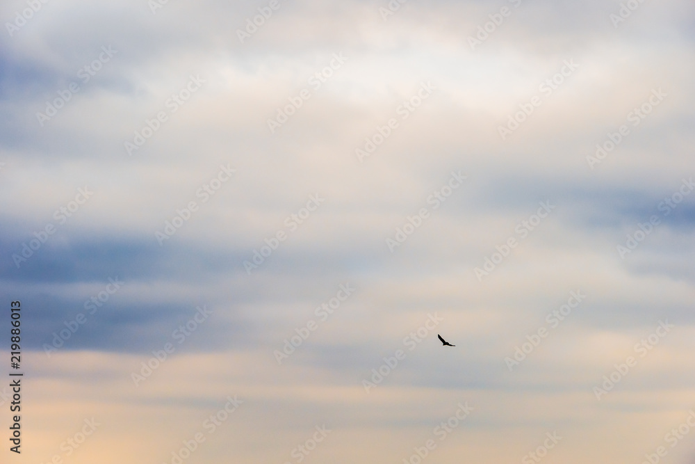 Single large bird flying in the sky with contrasting cloudy and blue sky.