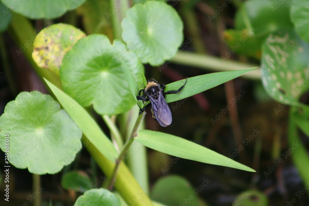 insect insect