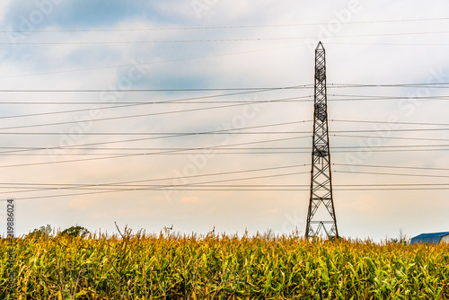 High voltage power lines and tower set in a country corn field, concept, copy space.