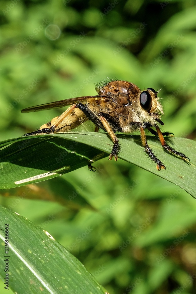 Red-footed Cannibalfly or Bee Panther (Promachus rufipes). These are a species of Robber Fly aka Assassin Fly. Resting on a leaf.