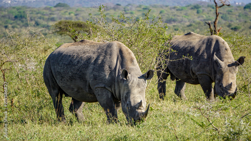 Fototapeta premium Two wild rhinos in savannah, Safari(Game Reserve), South Africa
