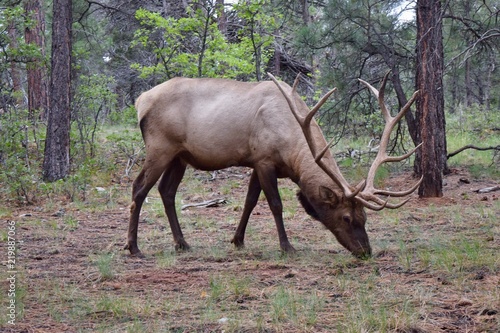 Bull elk in woods eating grass