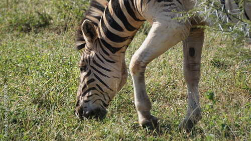 Fototapeta Naklejka Na Ścianę i Meble -  A zebra eating grass