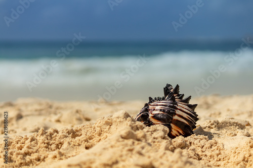 summer snapshot. black and white seashell in the sand. Focus on seashell details. Caribbean sea in the background.