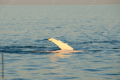 Humpback Whale Fin - Exmouth - Australia