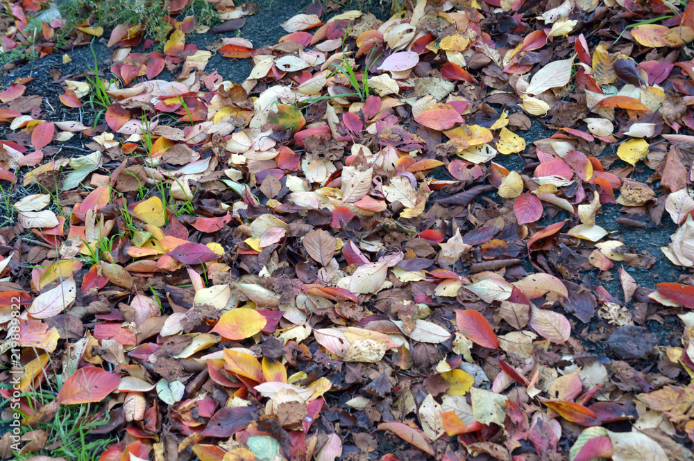 様々な色の落ち葉で埋まった歩道