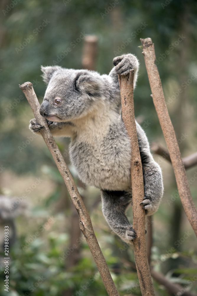 Fototapeta premium joey koala