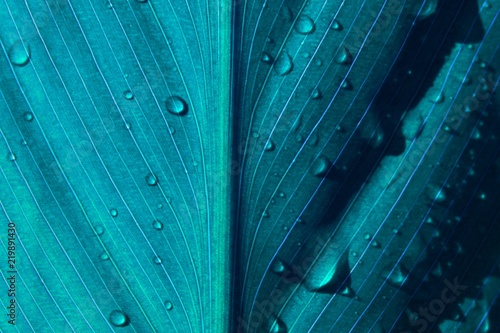 blue leaf