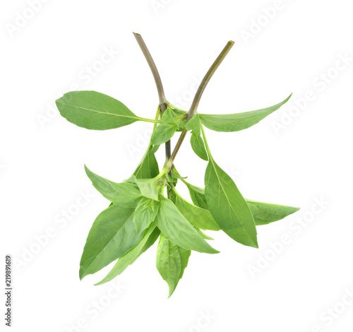 Basil leaves isolated on white background.