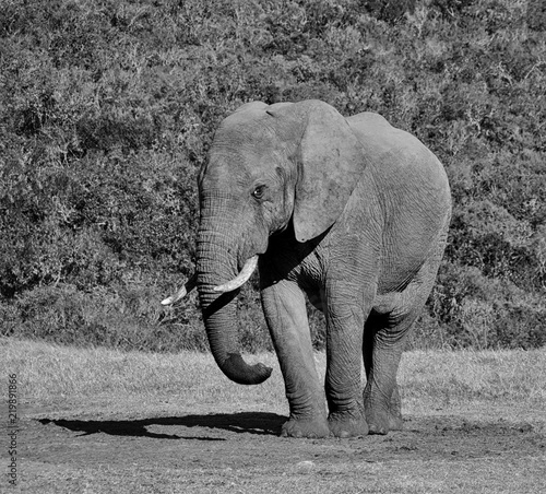 Photography African Elephant standing