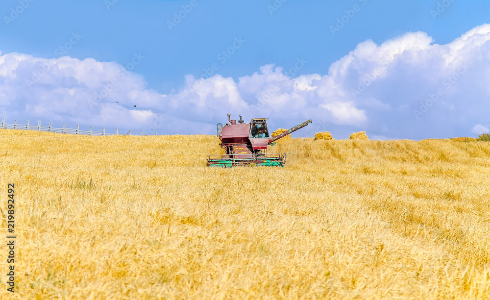 Obraz premium Agricultural machinery Harvester on a wheat field on a sky background landscape