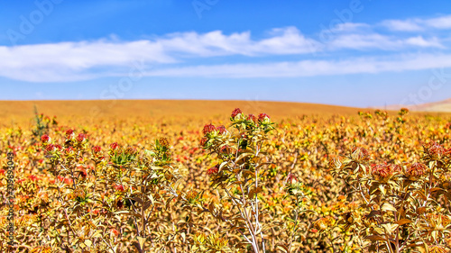 Canvas-taulu Field with safflower on the sky background