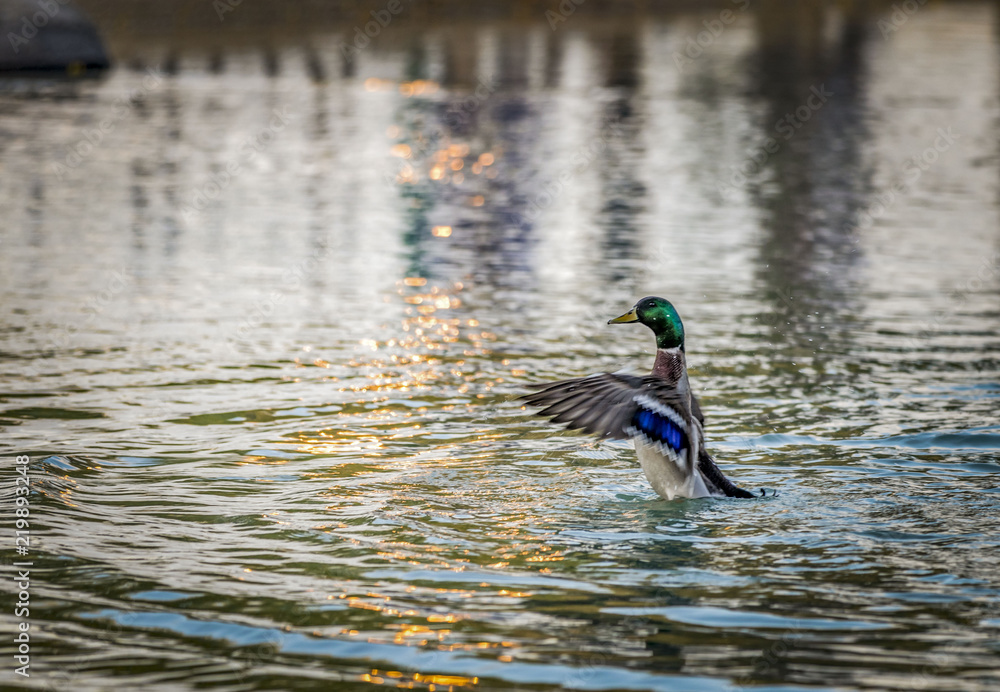 Obraz premium Male Mallard Duck splashing its wings in the water